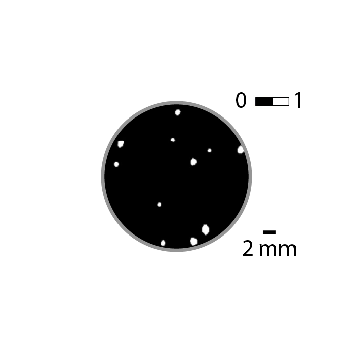 Rapid Stain-Free figure B