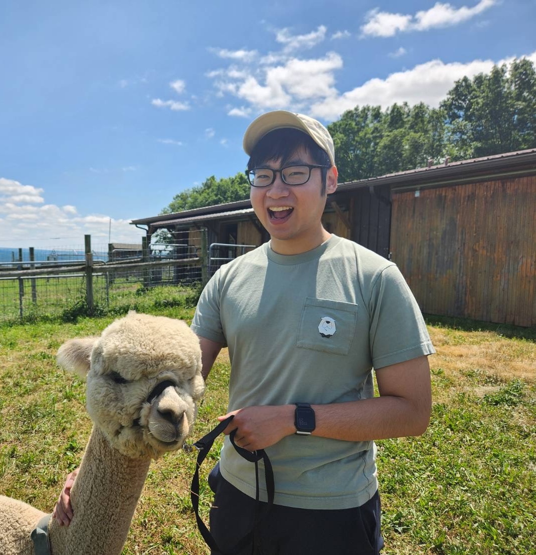 alpaca